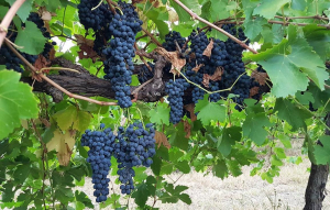 Виноград Мукузани воронежский