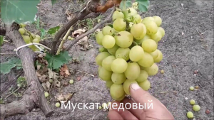 Виноград Мускат Медовый