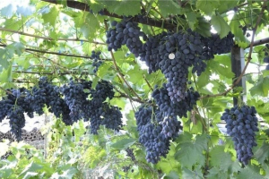 Виноград Надежда АЗОС