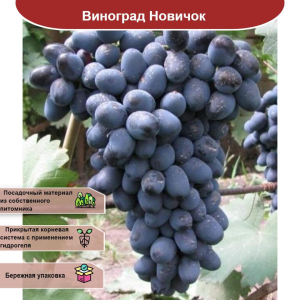 Виноград Новичок