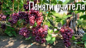 Виноград Памяти Учителя