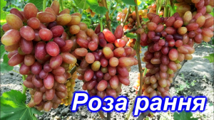Виноград Роза ранняя