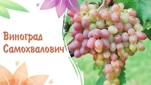 Виноград Самохвалович