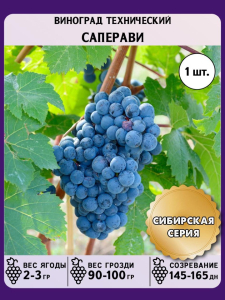 Виноград Саперави