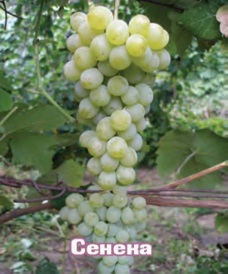 Виноград Сенека