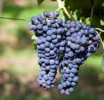 Вопрос про Виноград Шираз (Сира)