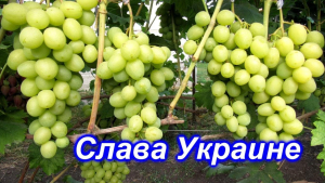 Виноград Слава Украине