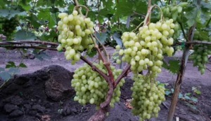 Виноград Соломия