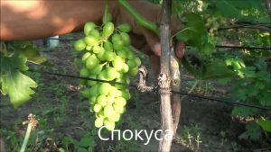 Виноград Спокуса