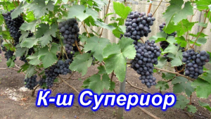 Виноград Супериор