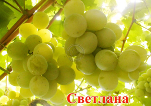 Виноград Светлана