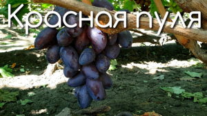 Виноград Сюзанна (Красная Пуля)