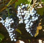 Вопрос про Виноград Тана 68