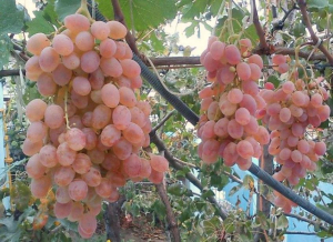 Виноград Тайфи Розовый