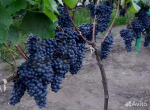 Виноград Цвайгельт
