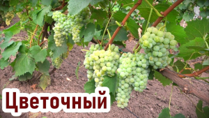 Виноград Цветочный