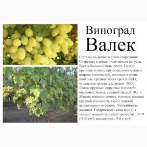 Виноград Валёк