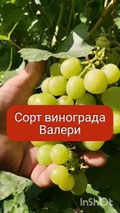 Виноград Валери
