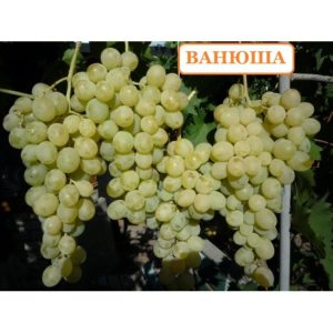 Виноград Ванюша