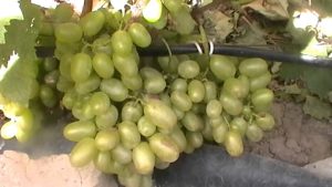 Виноград Василиса Прекрасная (Василиса-2)
