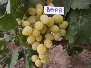 Виноград Вера