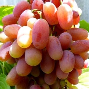 Виноград Виктор