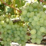 Вопрос про Виноград Восторг