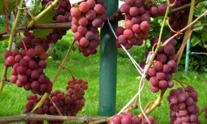 Виноград Ядвига Гайлюнаса