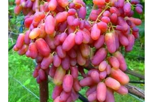 Виноград Юлиан