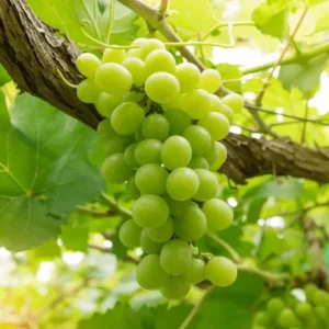 Виноград Ювендана