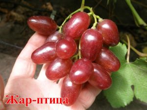 Виноград Жар-Птица