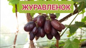 Виноград Журавленок