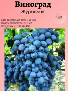 Виноград Журавлик