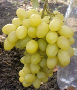 Виноград Золотые купола