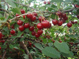 Вишня Апухтинская