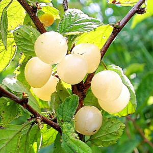 Вишня Белая