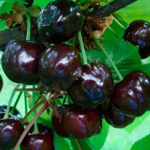 Вишня Черная крупная