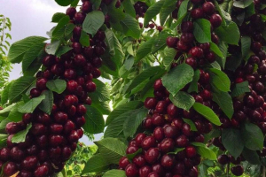 Вишня Кудрявая
