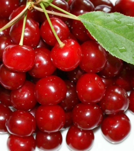 Вишня Малиновка
