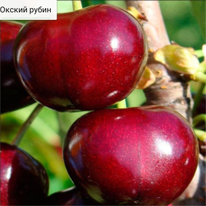 Вишня Окский Рубин