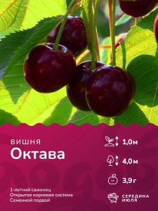 Вишня Октава