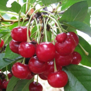 Вишня Плодородная Мичурина