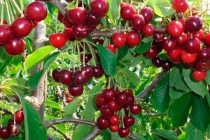 Вишня Превосходная Колесниковой