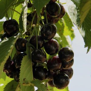 Вишня Ширпотреб черная