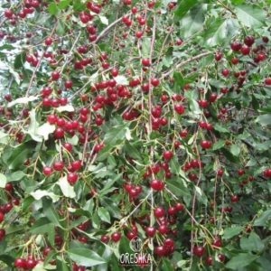 Вишня Уральская рубиновая
