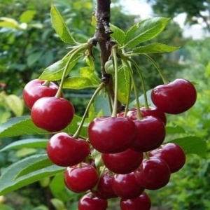 Вишня Вечерняя Заря