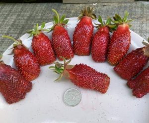 Земклуника Купчиха