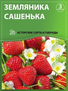 Земляника Сашенька