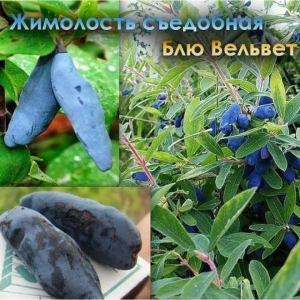 Жимолость Блю Велвет