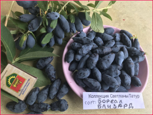 Жимолость Бореал Близзард